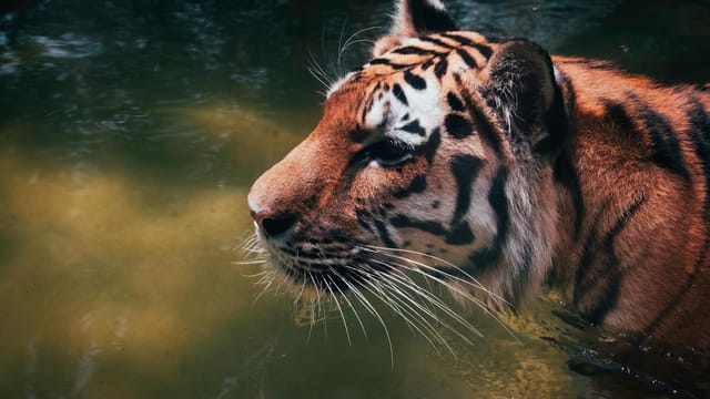 Close-up of a tiger wading in water, showcasing its powerful presence and natural environment.