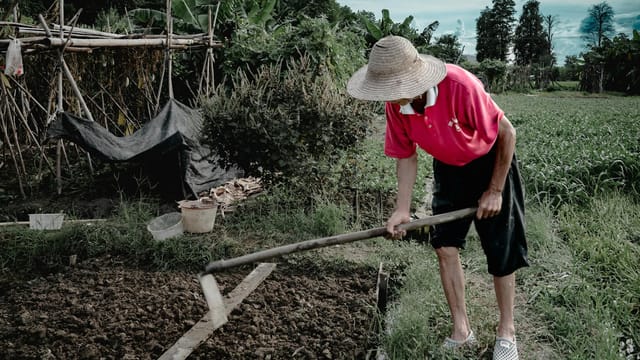 Elderly man farming with a hoe in a rural field in Guangzhou, China.