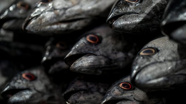 Close-up of fish heads at a seafood market in Bandar Abbas, Iran.
