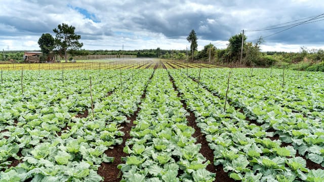Wide-angle view of a vibrant lettuce field with cloudy skies in the background, showcasing rows of green cultivation.