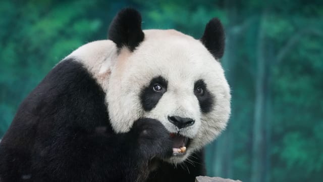A giant panda having a snack in a lush green forest setting, showcasing the beauty of wildlife.