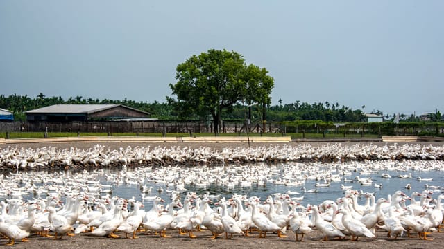 A large flock of white geese gathered by a rural pond, set against a clear sky.
