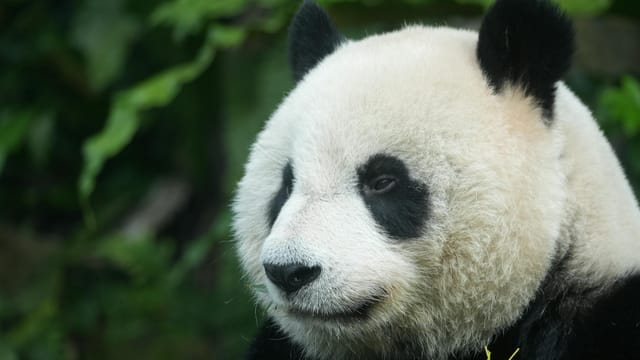 Captivating close-up image of a giant panda surrounded by lush greenery.