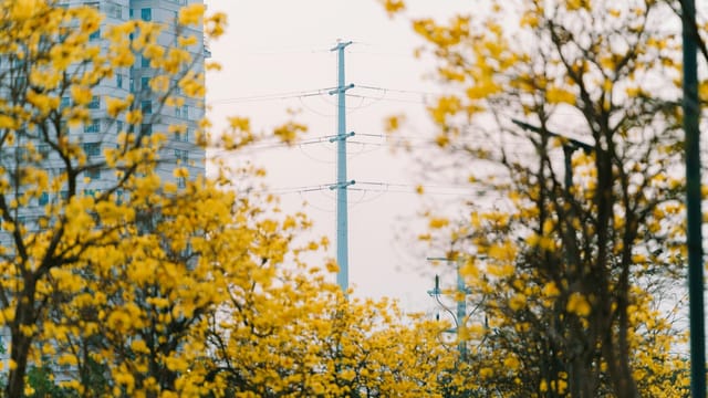 Yellow flowers in Hanoi with urban buildings and power lines in spring.
