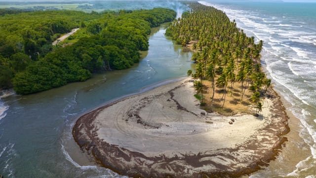Captivating aerial view of Mafeking's lush coastline with palm trees and ocean waves.