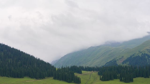 Expansive grasslands and pine forests beneath a cloudy sky, perfect for nature exploration.