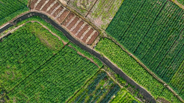 Explore the vibrant patterns of lush green farmlands captured from above in Chengdu, Sichuan, China.