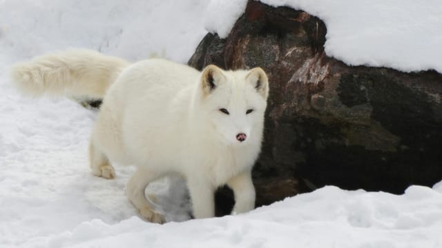 A serene arctic fox in its winter coat, blending with a snowy wilderness setting.