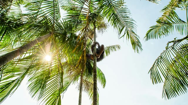 A person climbs tall palm trees in sunny Belém, Brazil setting.