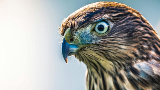 Captivating close-up of a hawk with piercing eyes and detailed plumage, showcasing its predatory nature.