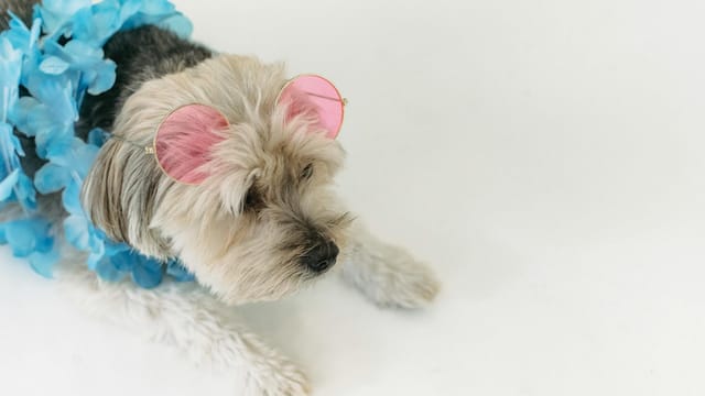Small purebred dog resting on white floor in bright room and wearing sunglasses and flower necklace