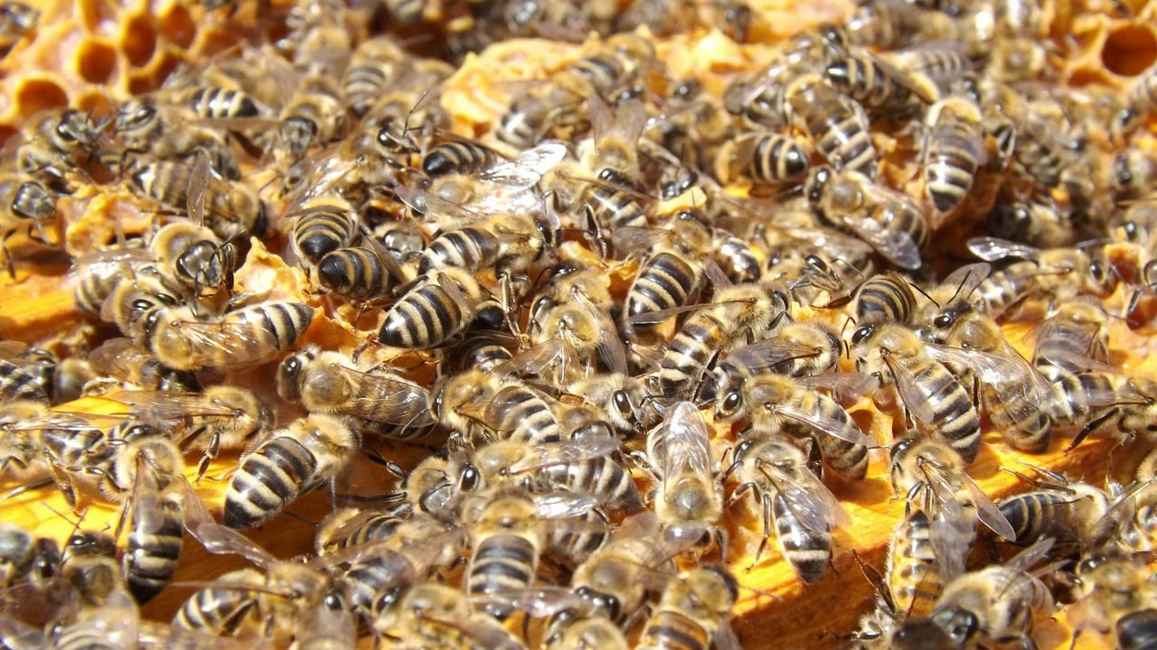 A vibrant close-up of bees swarming on a honeycomb filled with honey, showcasing their busy colony life.