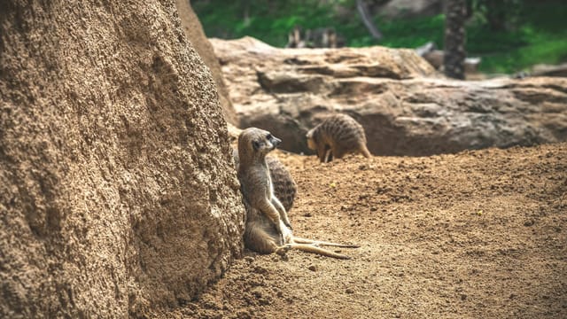 A meerkat sits relaxed on sandy terrain amidst rocky surroundings in the wild.