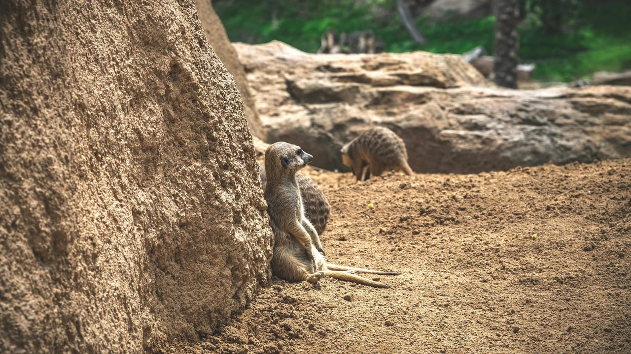 A meerkat sits relaxed on sandy terrain amidst rocky surroundings in the wild.