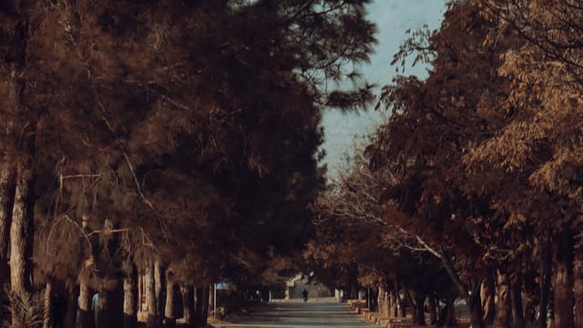 A tranquil tree-lined road in Islamabad, offering a picturesque outdoor scene.