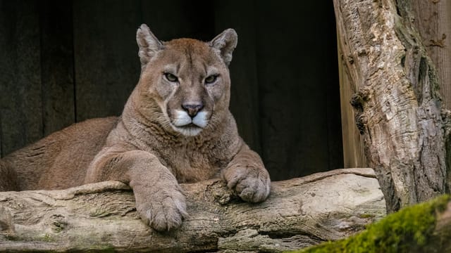 Close-up of a majestic cougar resting on a log in its natural habitat.