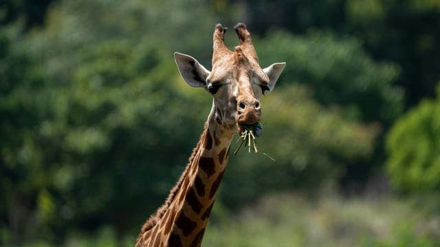 Close-up of a giraffe eating leaves in a lush outdoor setting.