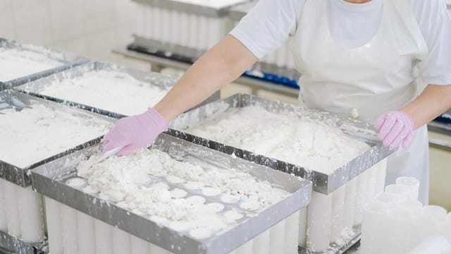 Worker in protective gear handling cheese curds in an industrial dairy setting.