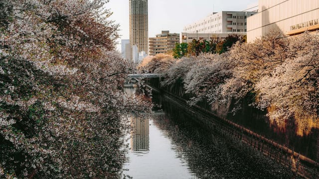 Free stock photo of cherry blossoms, flowers, japan