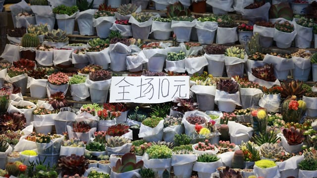 Abundant succulent plants on display at a market stall with a price sign, perfect for gardening enthusiasts.