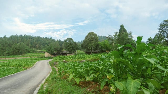 Scenic view of vibrant tobacco fields lining a countryside road in Enshi, Hubei, China.
