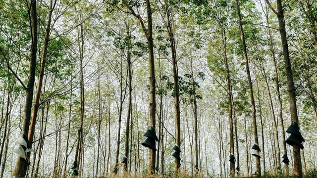Scenic view of a rubber tree plantation in Kon Tum, Vietnam.