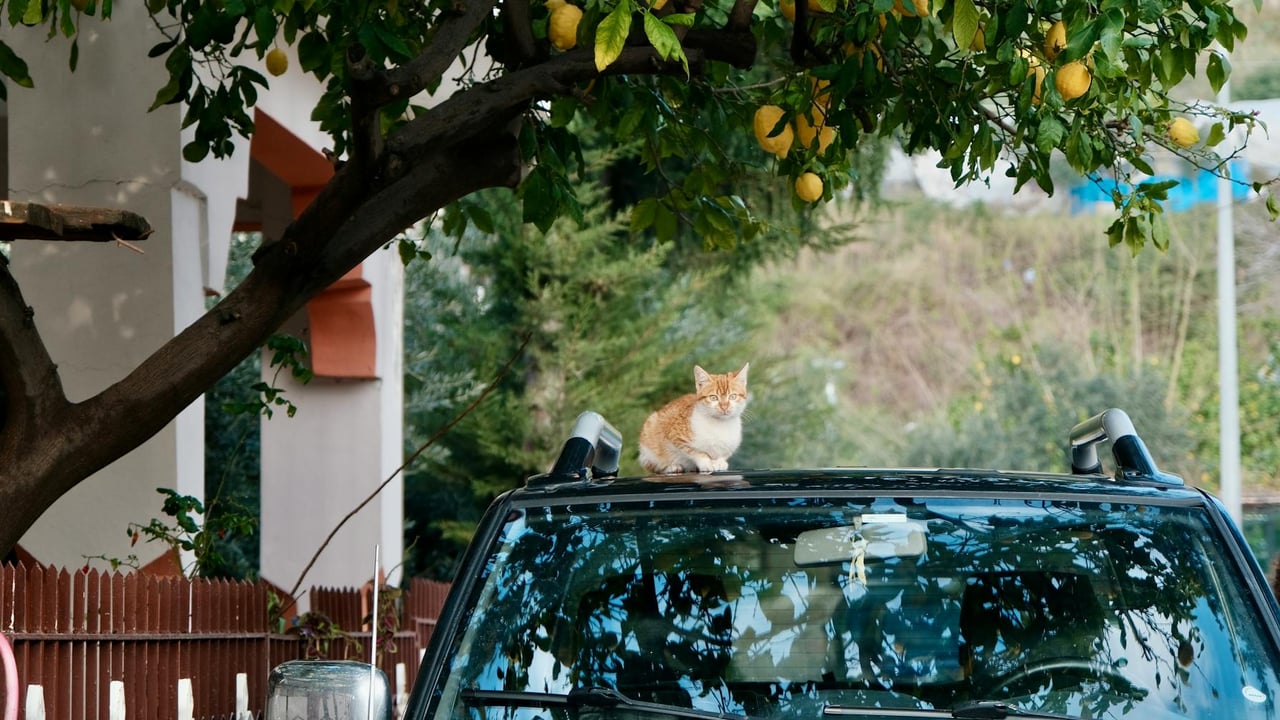 An orange and white cat sits on a car roof under a lemon tree in Samandağ, Türkiye.