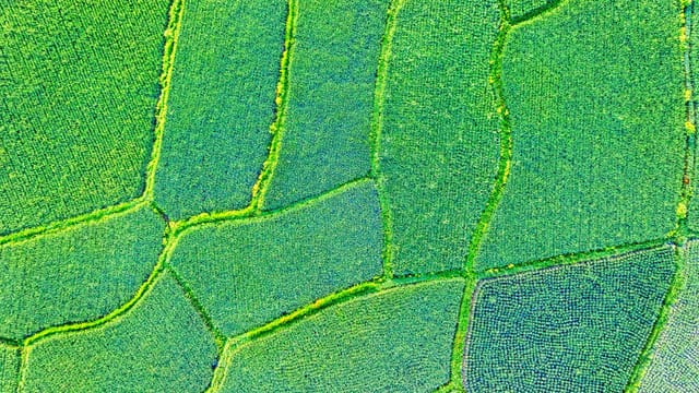 Aerial shot of vibrant rice fields in West Java, showcasing the lush greenery and agricultural patterns.