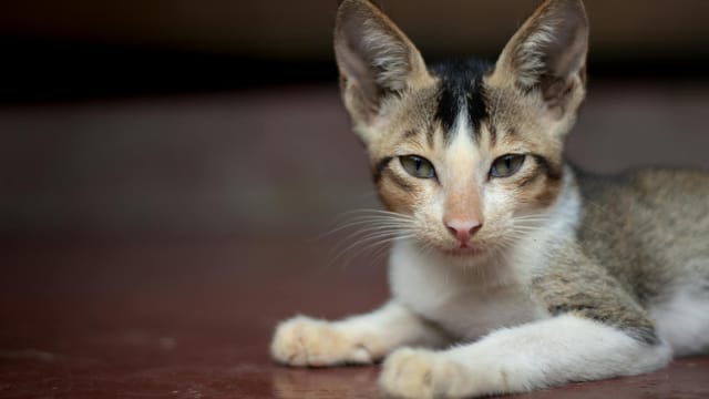 Free stock photo of 2026, adorable cat, animal