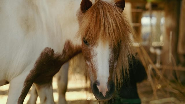 A charming pony with distinctive brown and white markings stands in a cozy stable, looking directly at the camera.