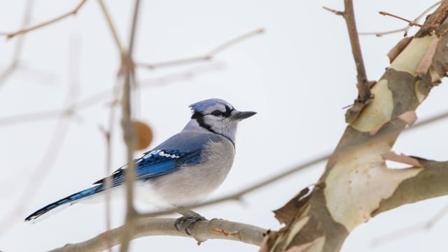 A serene blue jay perched on a bare branch during winter in Canonsburg, PA.