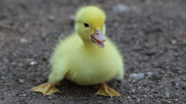 Yellow duckling with fluffy feathers sitting on bare ground, looking cute.