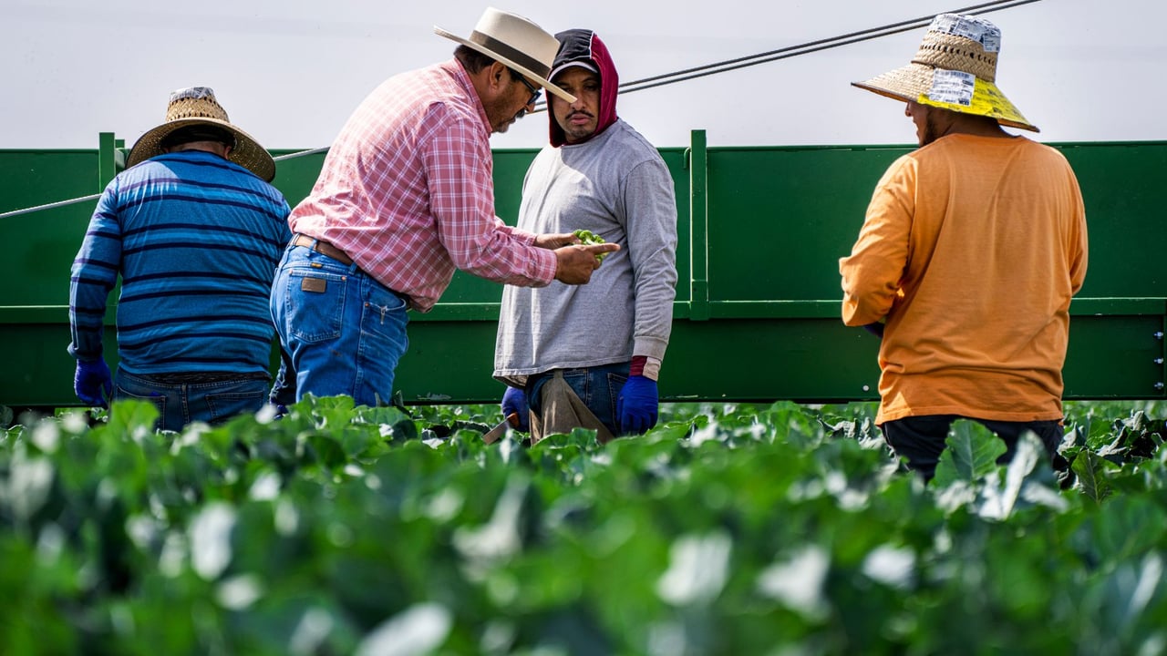 Group of adult men working on vegetable harvesting in an outdoor farm.