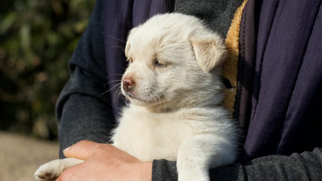 Adorable white puppy cradled in hands outdoors in Suzhou, China, emitting warmth and comfort.