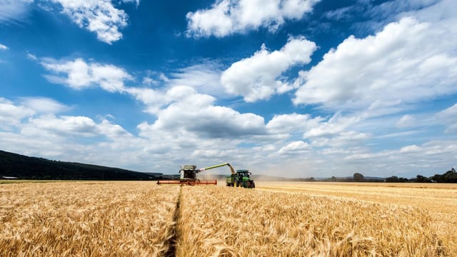 A combine harvester working in a golden wheat field under a vivid blue sky during summer.