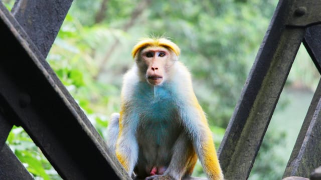 Toque macaque sits on a bridge in Dambulla, Sri Lanka, surrounded by lush foliage.