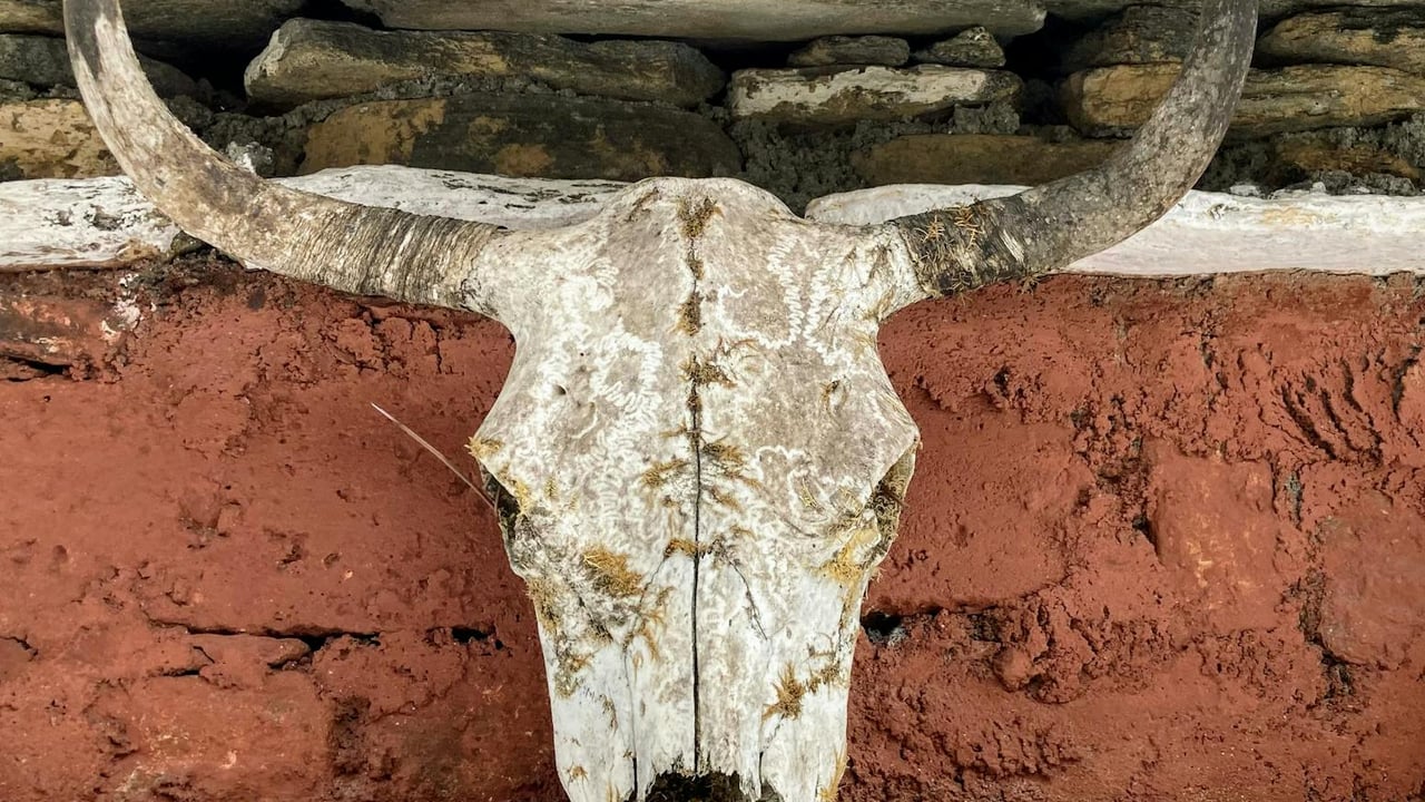 A close-up of a weathered bull skull mounted on a traditional wall in Senge.