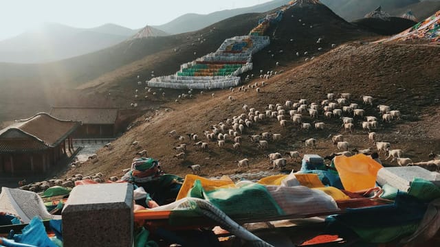 Sheep graze on a vibrant hillside in Qinghai, China, surrounded by colorful prayer flags and rolling hills.