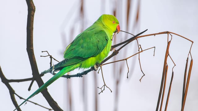 A vivid ring-necked parakeet perched on bare winter branches, showcasing its green plumage and red beak.